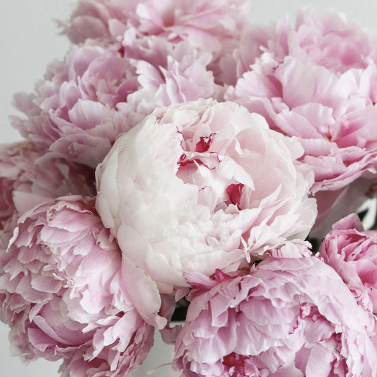 Petal